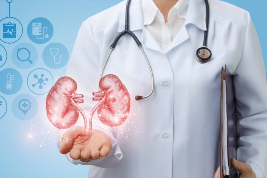 Doctor holding a 3D hologram of kidneys, symbolizing kidney health and nephrology care.