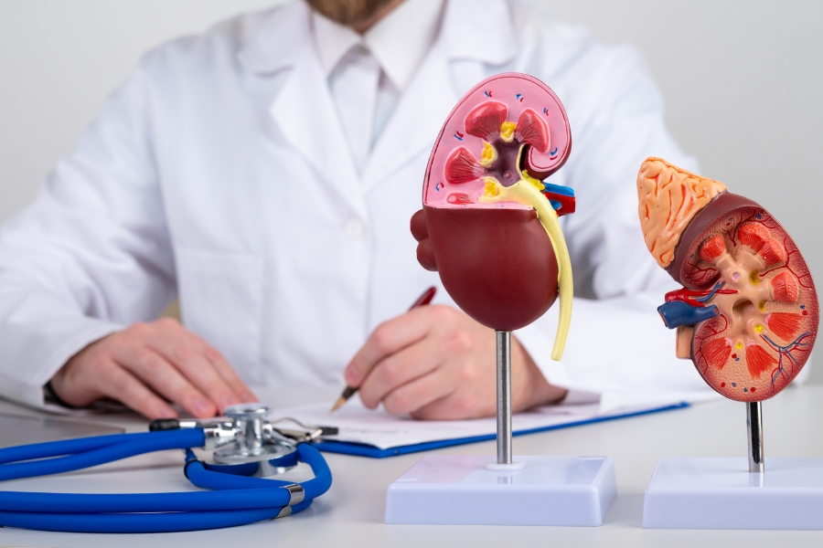 Doctor explaining kidney anatomy