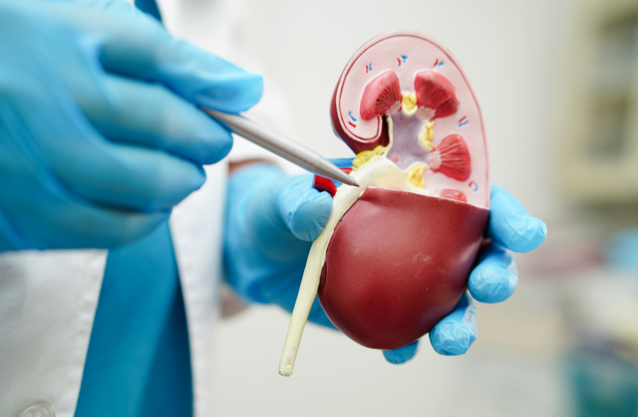 Medical expert showing kidney structure with tool